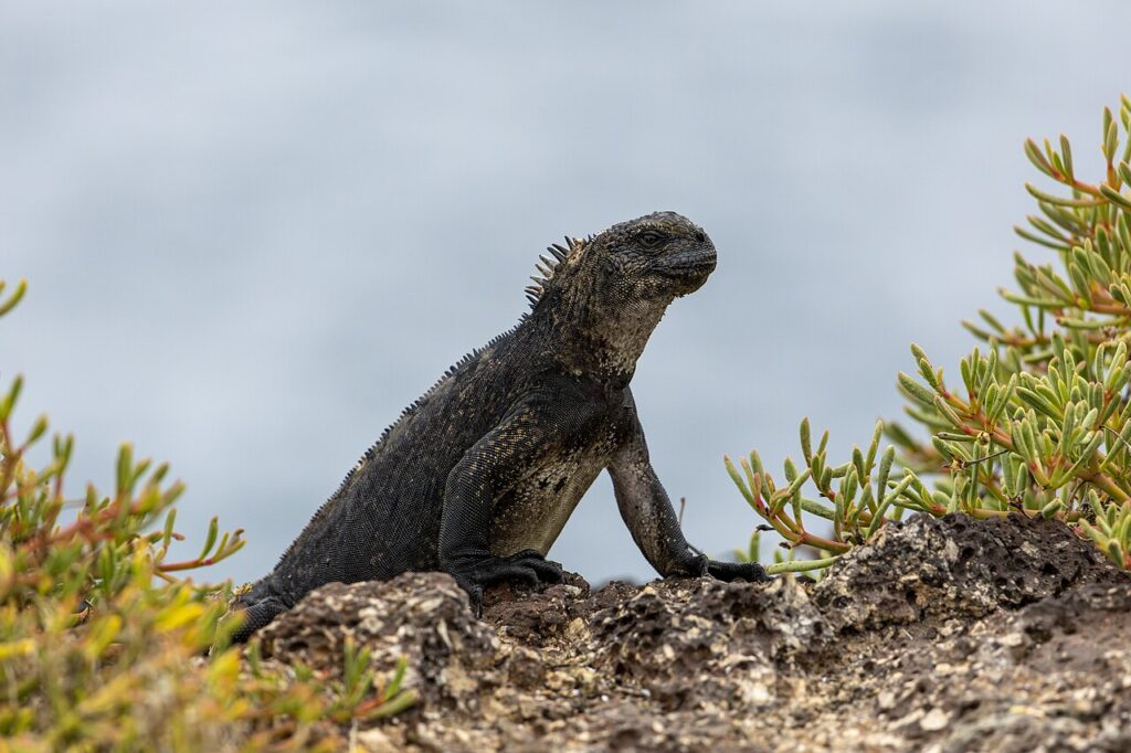 Kuva: Wikimedia Commons, E Bailey, CC BY-SA 4.0