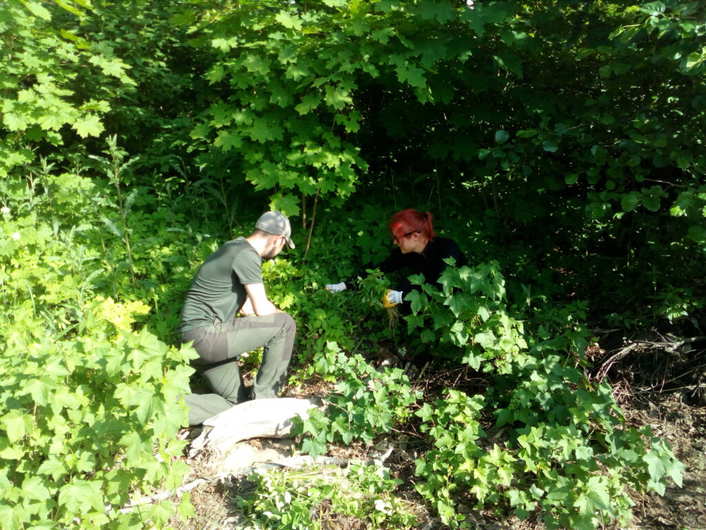 Vihreää pusikkoa, jonka kätköissä kaksi ihmistä kitkee kasveja polvillaan.