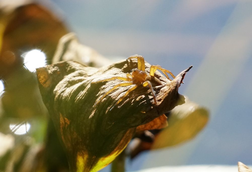 Kuvassa vihreä hämähäkki vihreällä lehdellä vaanimassa saalista.