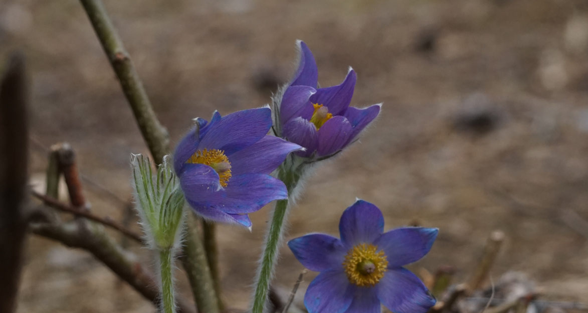 Kuvassa kolme kylmänkukkaa keväisellä kuivalla maalla.