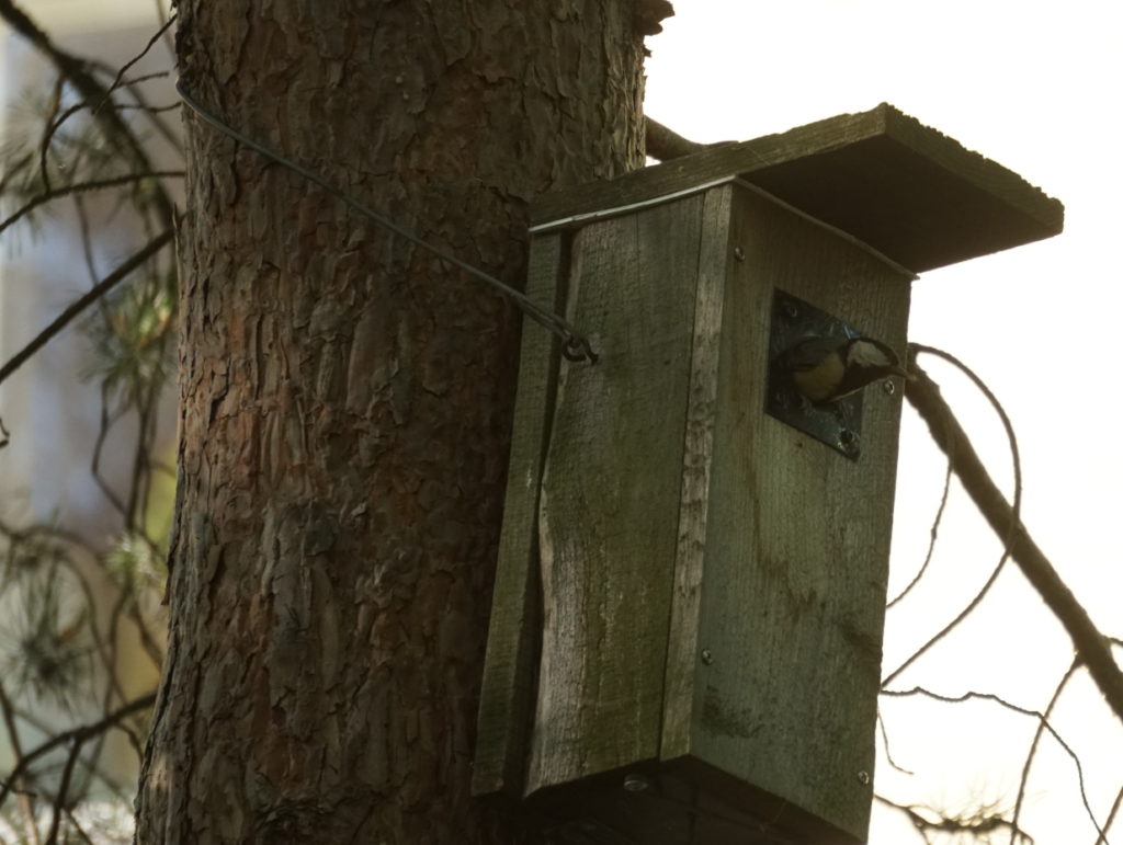 Kuva puun kyljess&auml; roikkuvasta linnunp&ouml;nt&ouml;st&auml;, josta kurkistaa talitiainen.