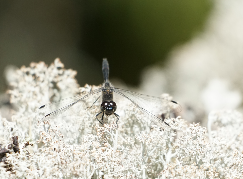 Kuvassa sudenkorento k&auml;&auml;ntyneen&auml; kameraan kohti valkoisen m&auml;tt&auml;&auml;n p&auml;&auml;ll&auml;.