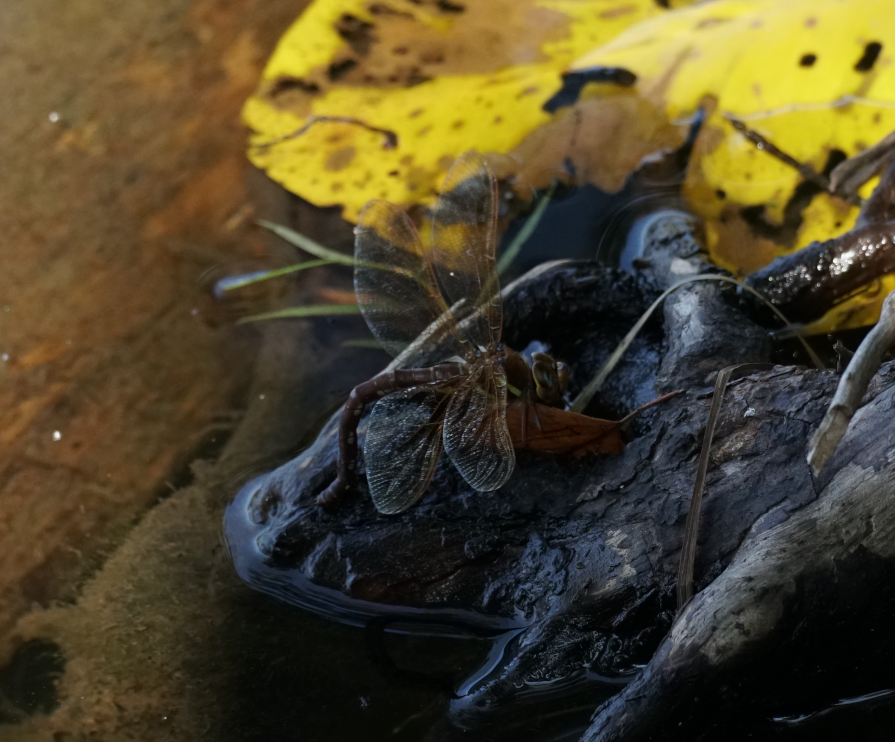 Kuvassa sudenkorento munimassa veden rajalla puun juuren p&auml;&auml;ll&auml;.