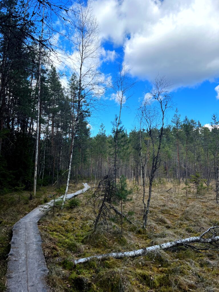 Kuvassa Aulangon luontopolun pitkospuureitti kev&auml;isell&auml; suoalueella.
