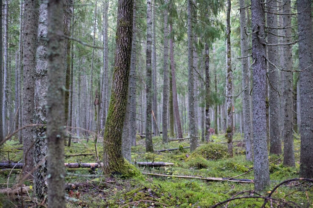 Kuva Vojakkalan vanhasta sekametsästä, jossa useita lahopuita ja vihreä pehmeä mätäsmatto.