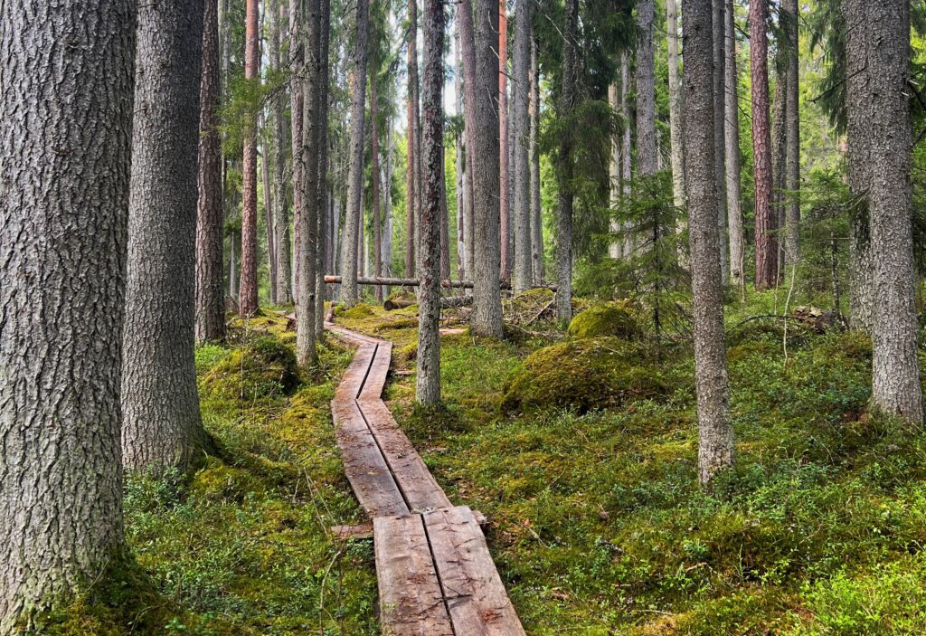 Kuva Kotisten alueen pitkospuilta, jossa ympärillä jykevää havumetsää vihreällä sammalpohjalla