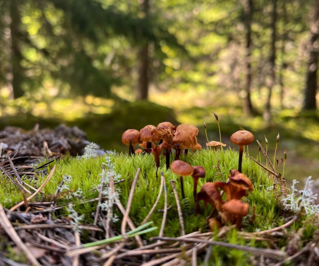 Lähikuva sammaleen päällä kasvavista pienistä sienistä vihreän havumetsän näkyessä sumeana taustalla.