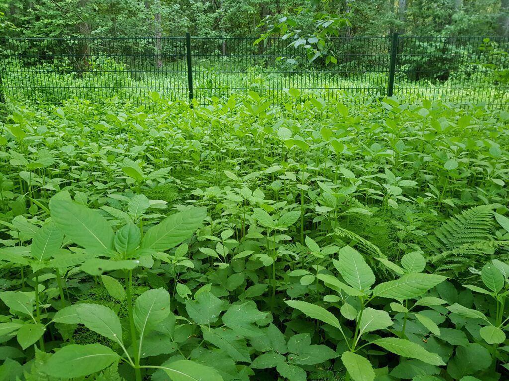Haitallinen jättipalsami ennen kukintaa