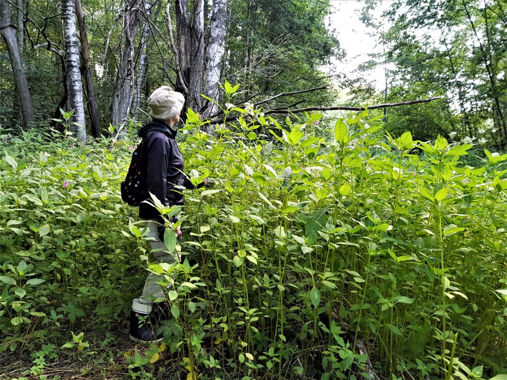 Jättipalsami Marjaniemen siirtolapuutarhassa heinäkuun alussa