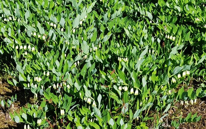 Kalliokielo, getrams, Polygonatum odoratum