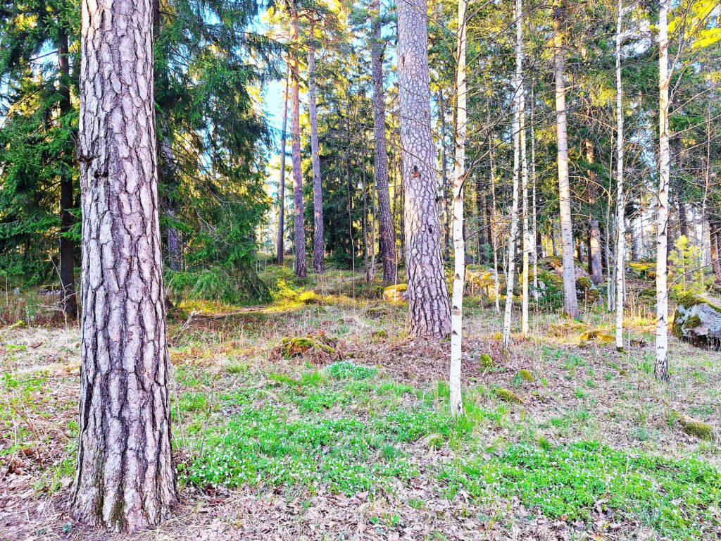 Puotilan Juorumäen kilpikaarnamäntyjä 27.4.2026 by Mirja Reijonen