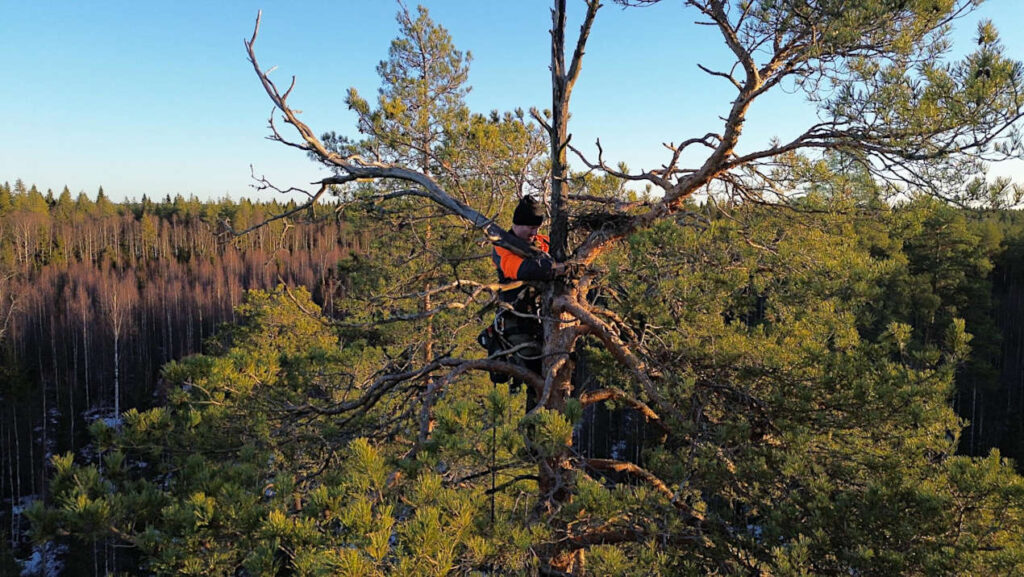 Merikotkan tekopesän rakentaja työssään