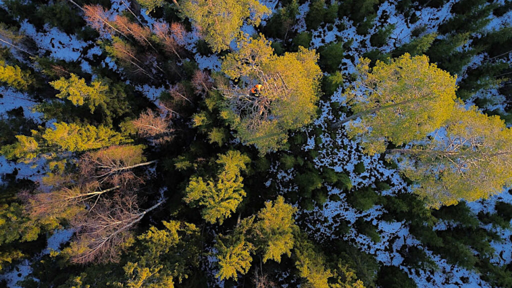 Merikotkan tekopesän rakentaja työssään