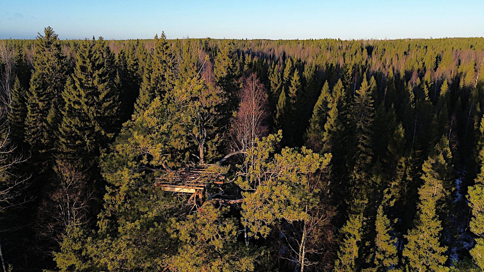 Merikotkan valmis tekopesä männyssä