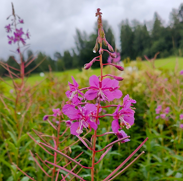 Maitohorsma kukkii