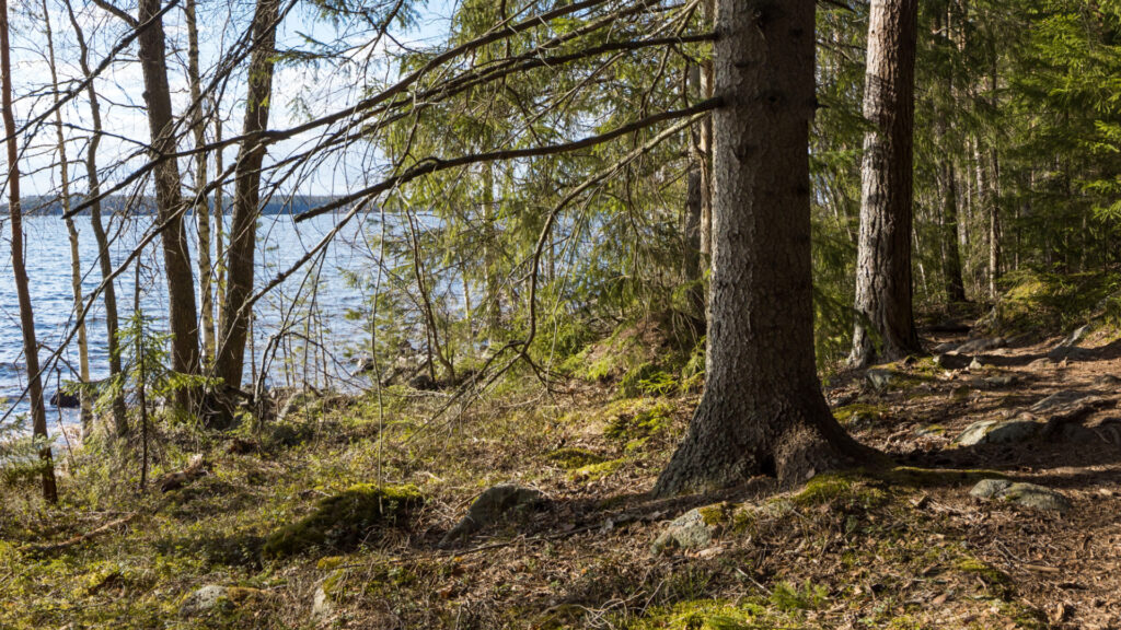 Metsää, sammaleista maata ja taustalla puiden välissä näkyy järveä.