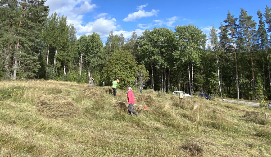 Ihmisiä haravoimassa niitettyä heinää metsän ympäröimällä niityllä.