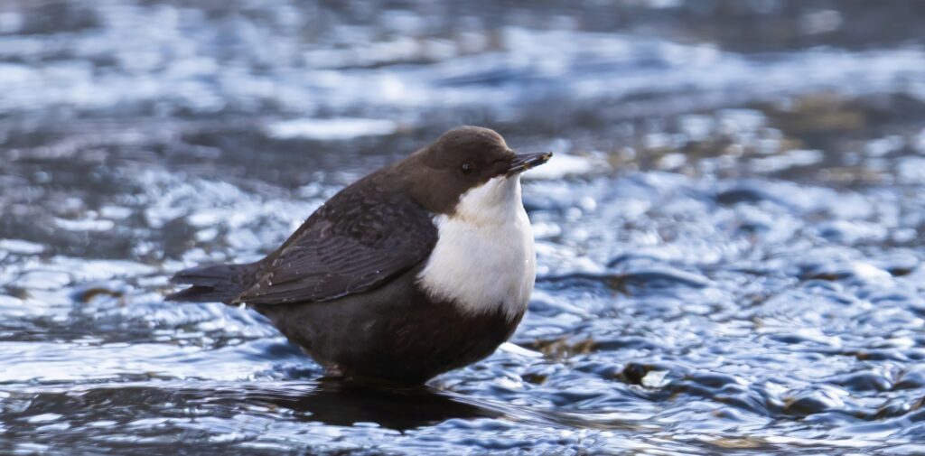 Koskikara. Kuva Juha Jantunen
