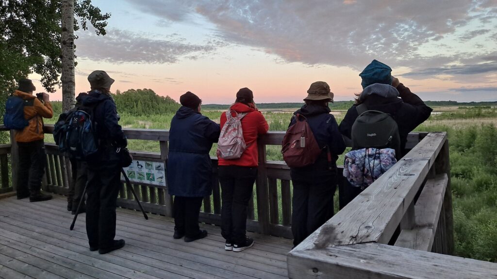 Kuusi ihmisiä lintutornissa kiikaroimassa lintuja ruohikkoiselta järveltä.