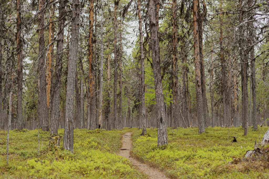 Mäntymetsää ja polku Lemmenjoella.