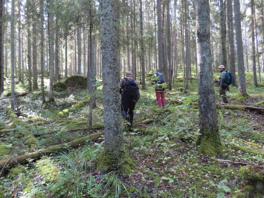 Ilveskallion kuusimetsässä, lahoja puita maassa