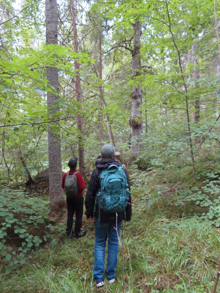 lehmuksia ja haapoja, pahkuroita rungossa, Ilveskallio Lapinjärvi