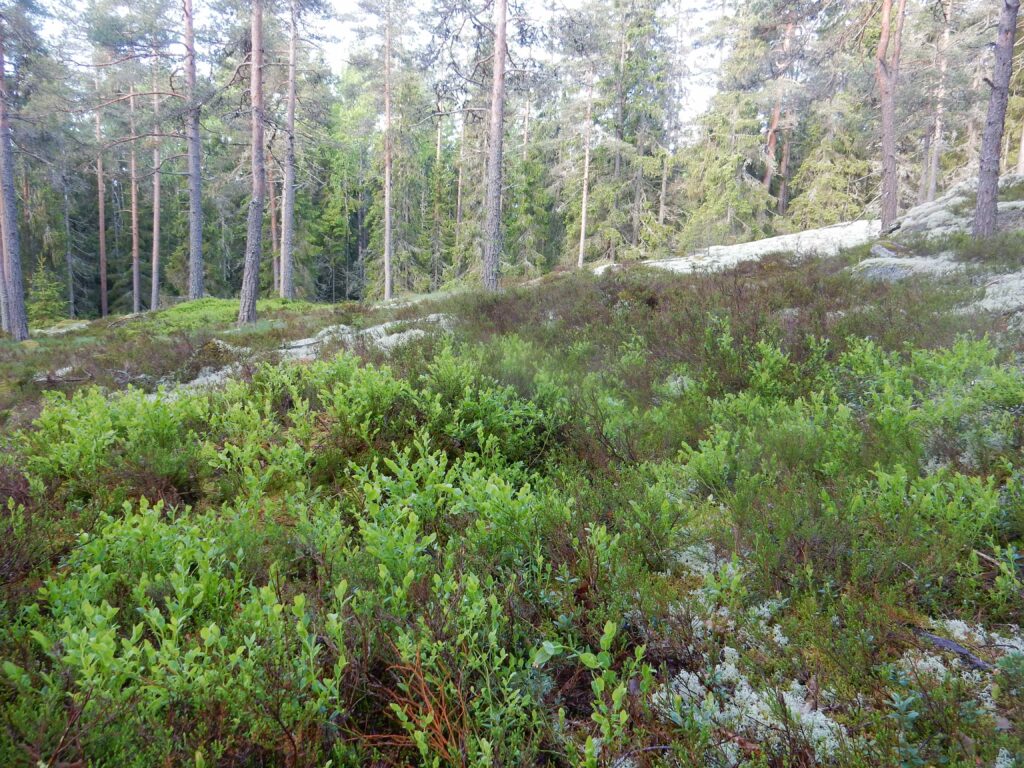 kuva metsästä Lapinjärvellä