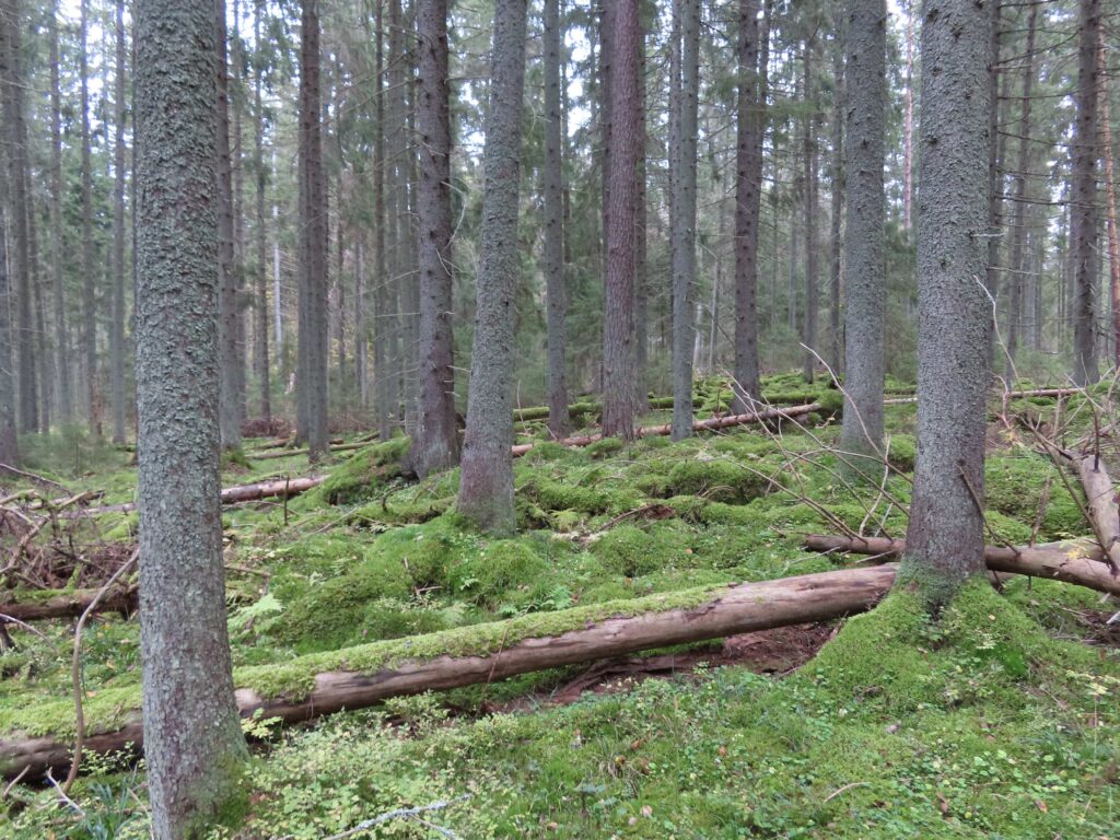 maapuita luonnonsuojelualue Påvalsskäret Porvoo