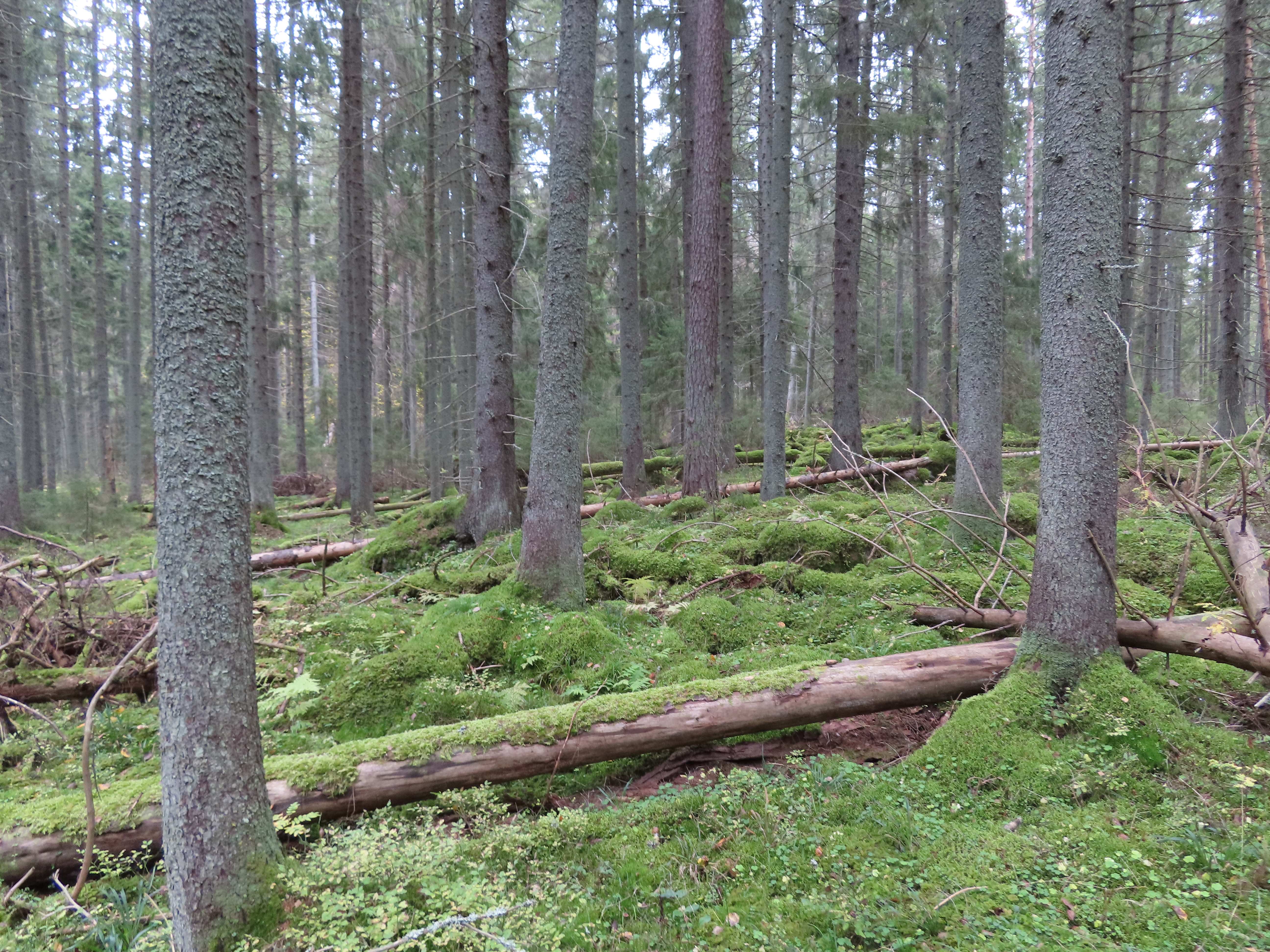 maapuita luonnonsuojelualue Påvalsskäret Porvoo