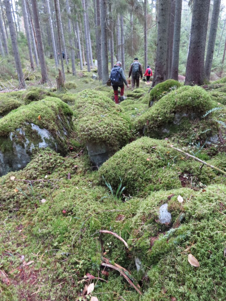 sammaleinen maasto ja retkeilijöitä
