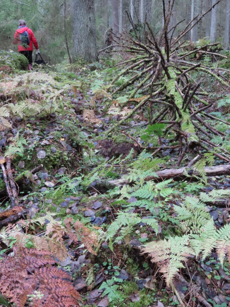 syysvärejä metsässä