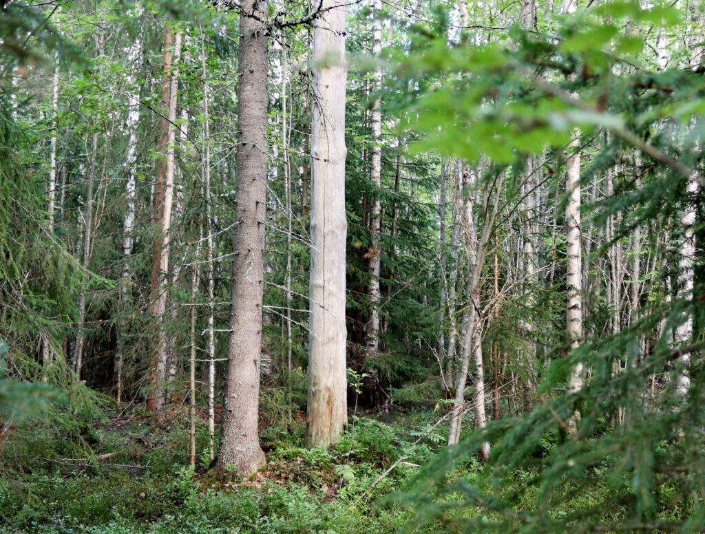 Metsä jossa eri-ikäisiä puita