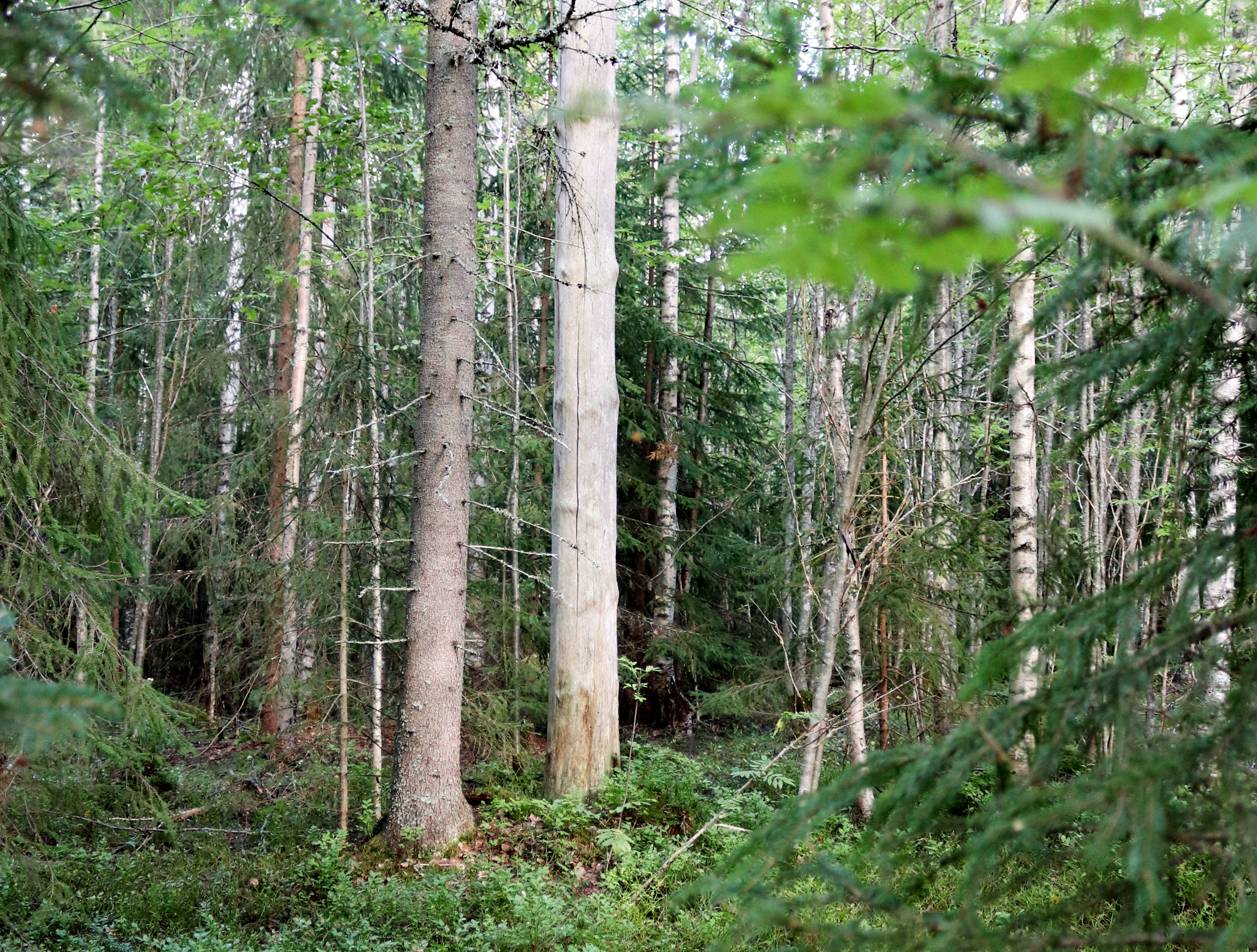 Metsä jossa eri-ikäisiä puita