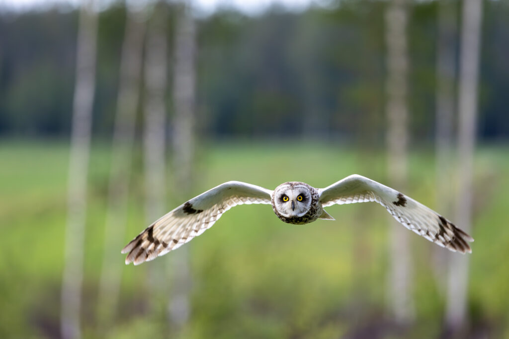 Lent&auml;v&auml; suop&ouml;ll&ouml;, kuvaaja Satu Pihlainen