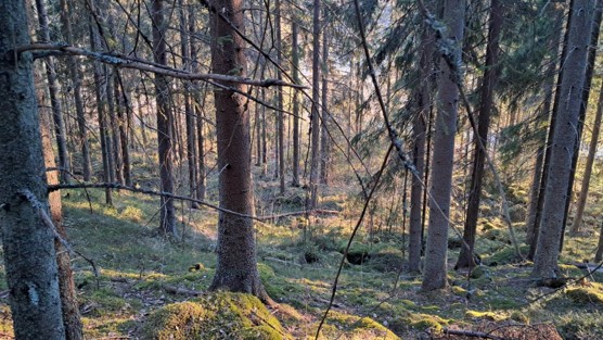 H&auml;rk&ouml;vuoren mets&auml;