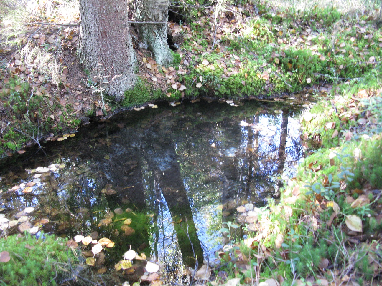 metsän heijastus lähteen pinnalla