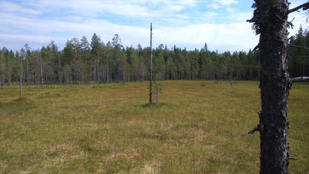 Luonnonrauha-alue, Talaskankas