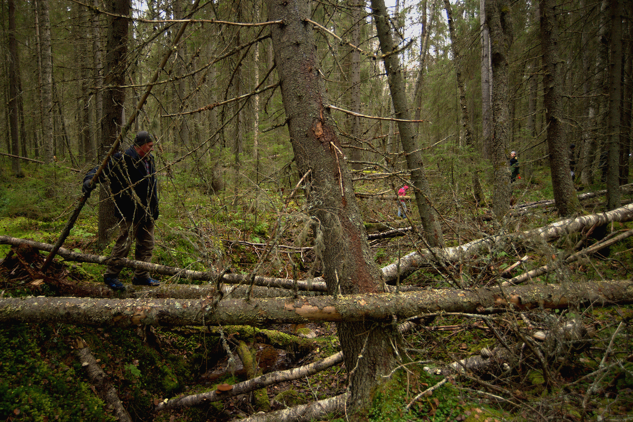 Maapuuta ja vanhaa metsää Olliskanvaarassa