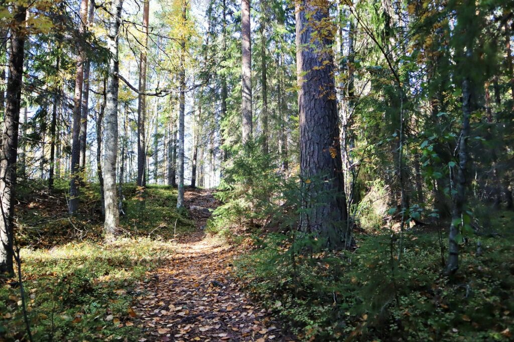 Polku Pirunvaaran metsässä