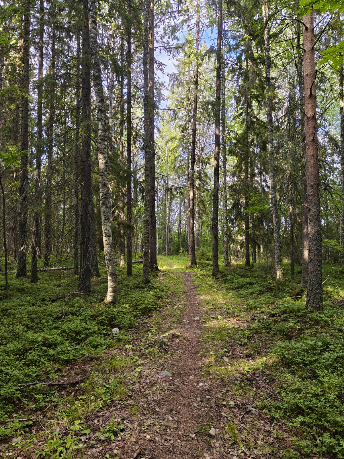 Autioniemen luontopolku