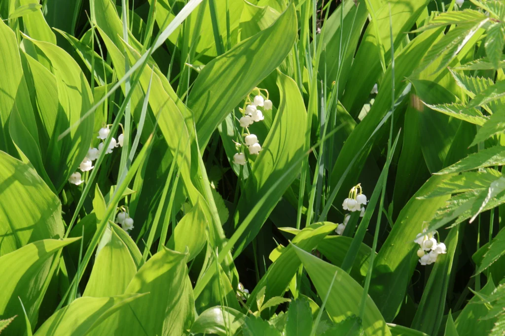 kielo, kuva: Keijo Luoto