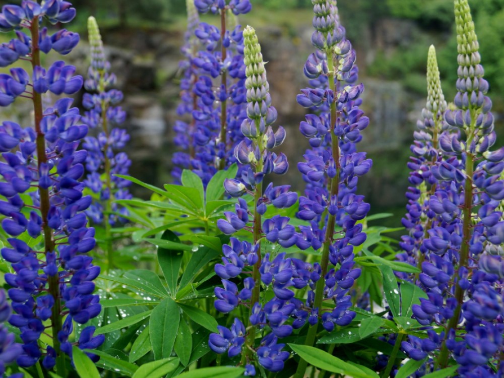 Blåa blommor, gröna blad