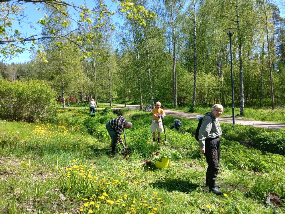 Ihmisiä puistossa kitkemässä kasveja.