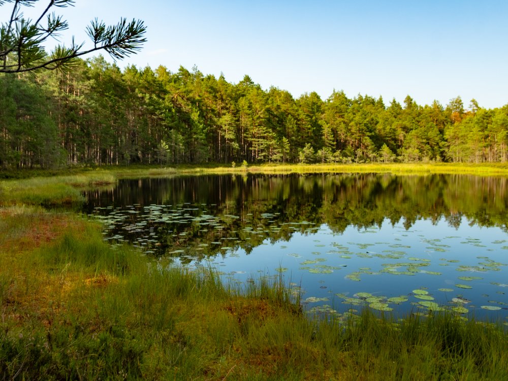 Sjö med näckrosor omringad av skog
