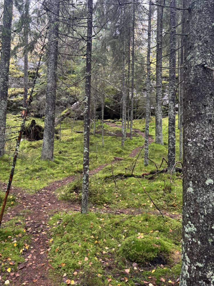 Fuktig granskog med mycket mossa