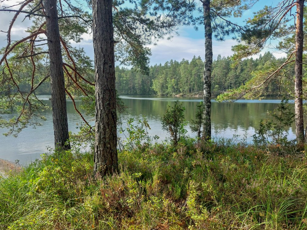 Trädstammar invid en sjö