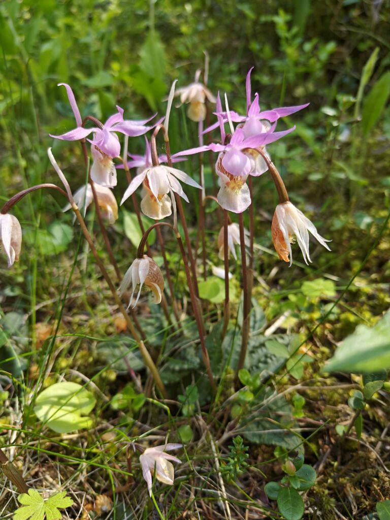 Kukkiva neidonkenk&auml;.