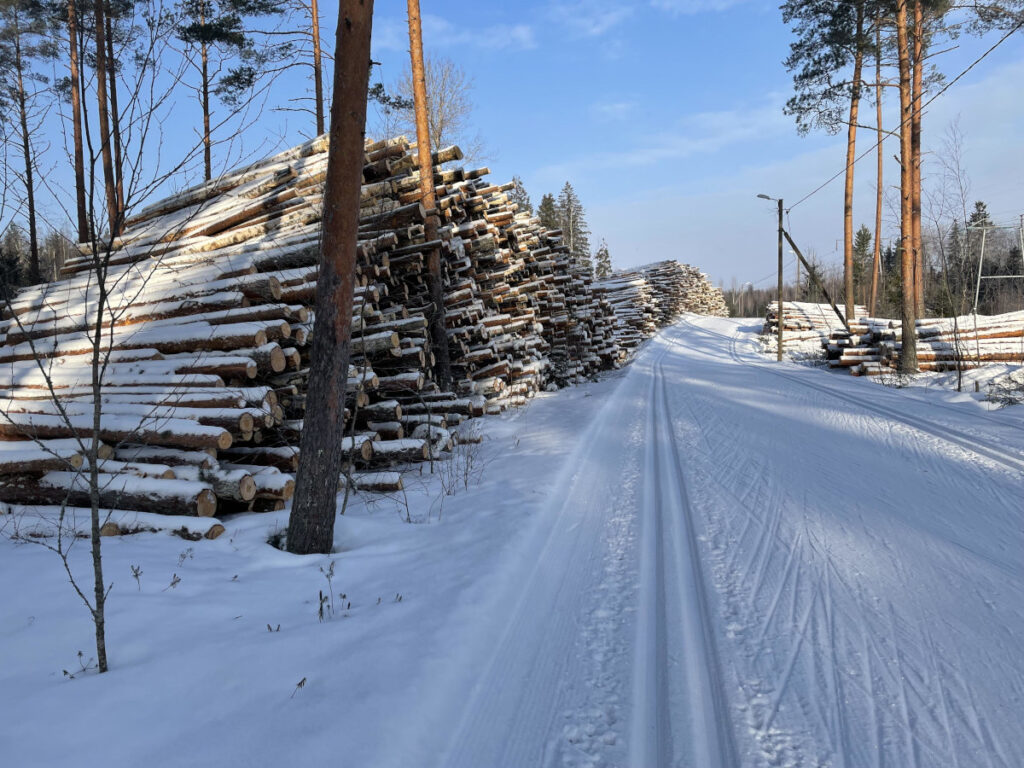 Kaadettuja puita pinossa Koukkusuon laidalla.