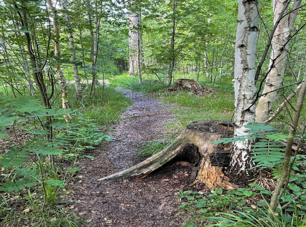 Polku kulkee lehtimetsän läpi.