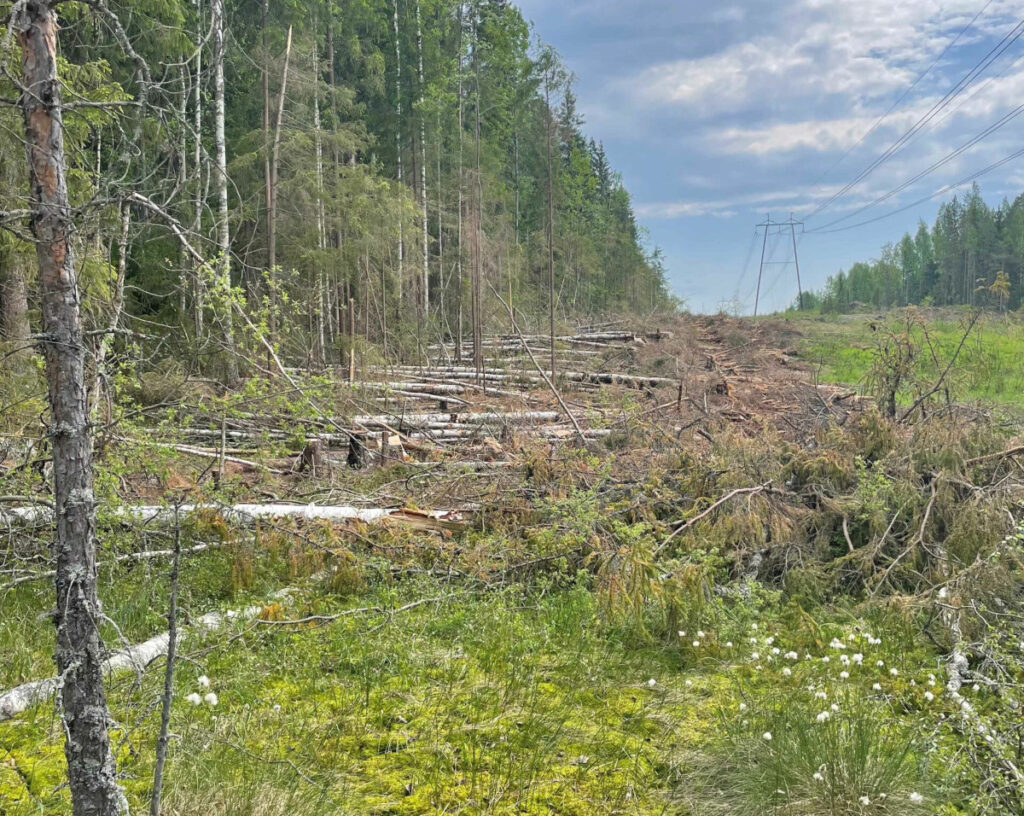 Kaadettua metsää voimalinjalla.